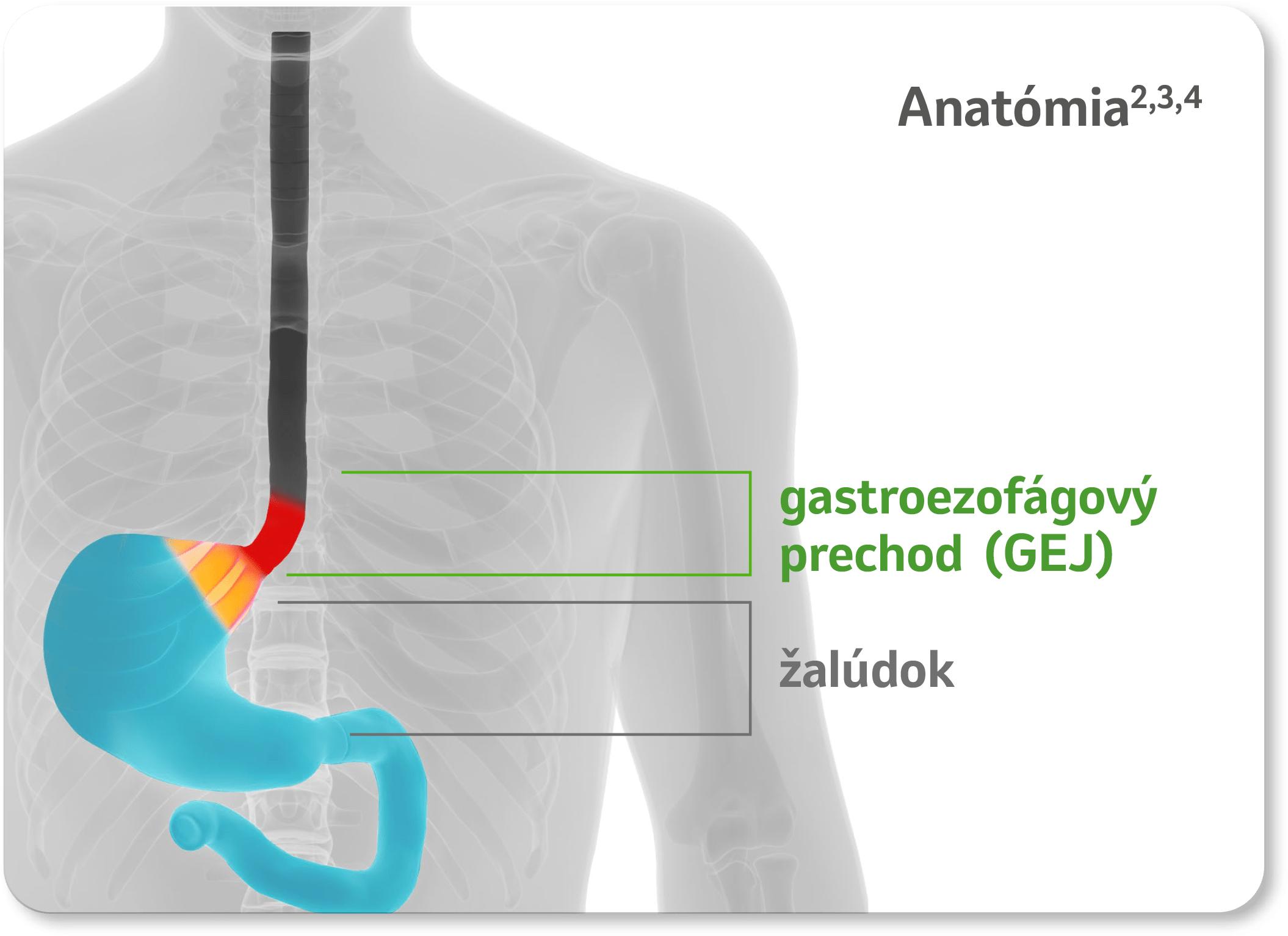 Anatómia - gastroezofázový prechod (GEJ), žalúdok